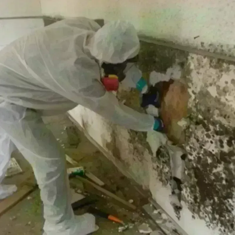 Mold Remediation and Removal in Richmond, WI